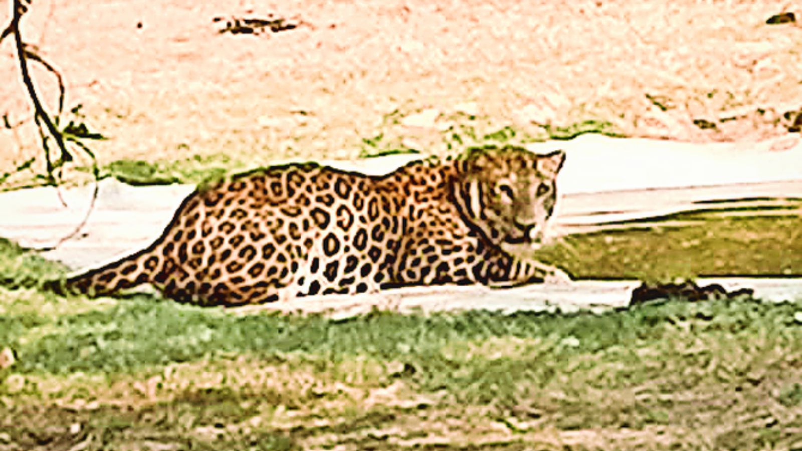 Mauled by leopard outside her home, 4-year-old girl dies in hospital