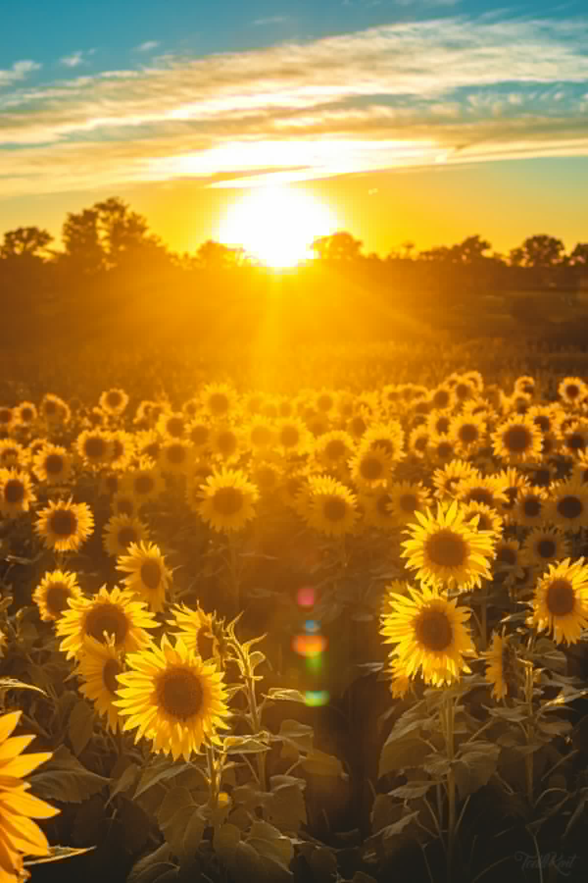Sunflower Fields Around the Hudson Valley