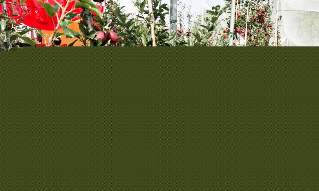 300 Hectares of Traditional Apple, Walnut Orchards Converted to High-Density Plantations in Jammu Kashmir