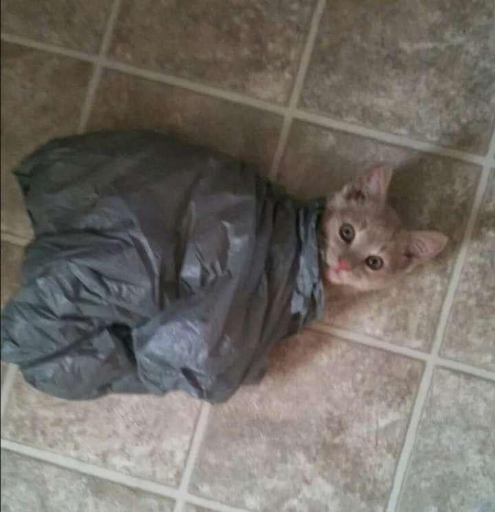 Cats - Hmmm...