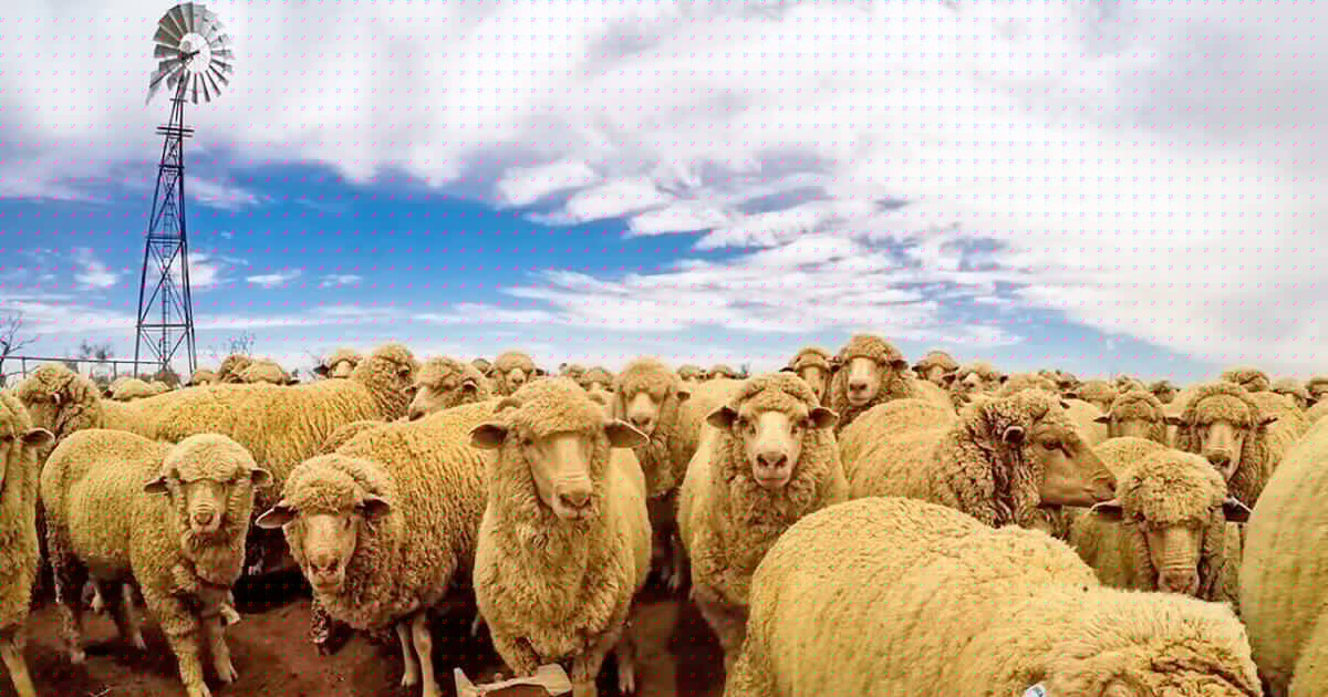 Massive outback pastoral deals signal growing optimism in sheep