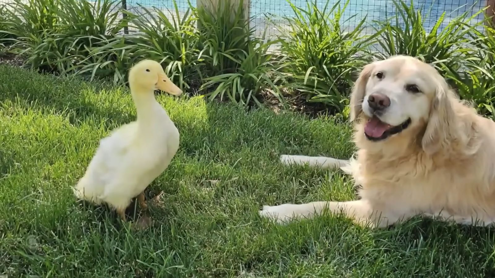 Family says unlikely duck friendship helped their sick dog recover from illness