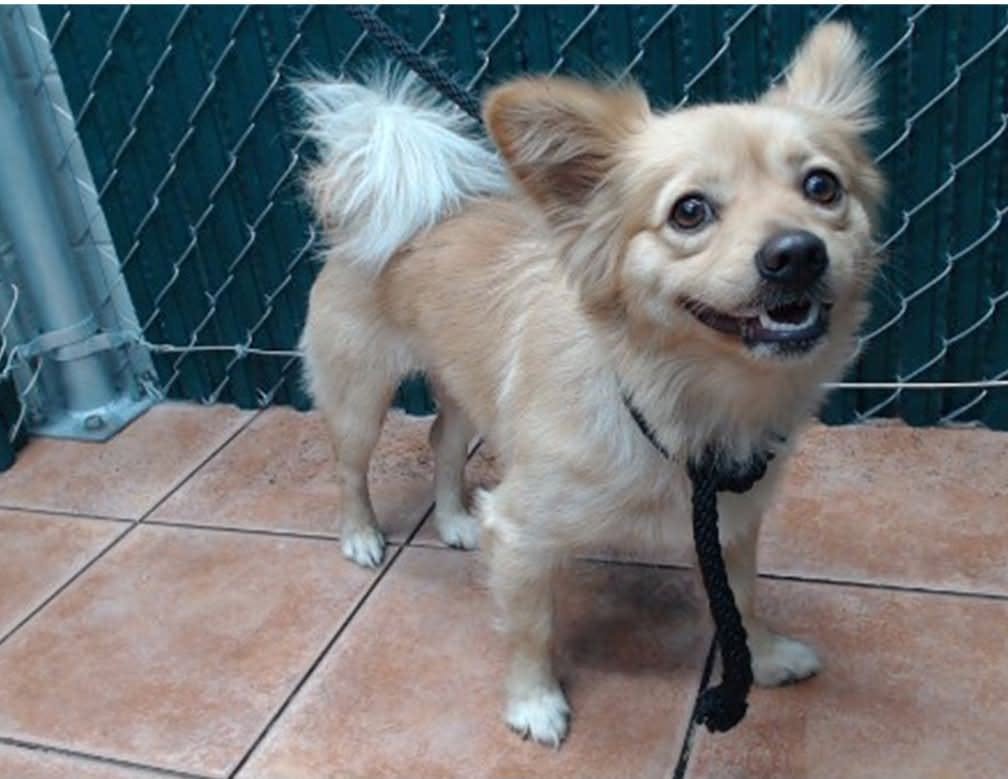 Special someone needed for scared pup before shelter wipes away his future