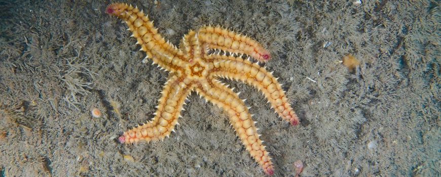 Nieuwe stekelhuidigen in de Nederlandse Noordzee: drie zeesterren en een zee-egel