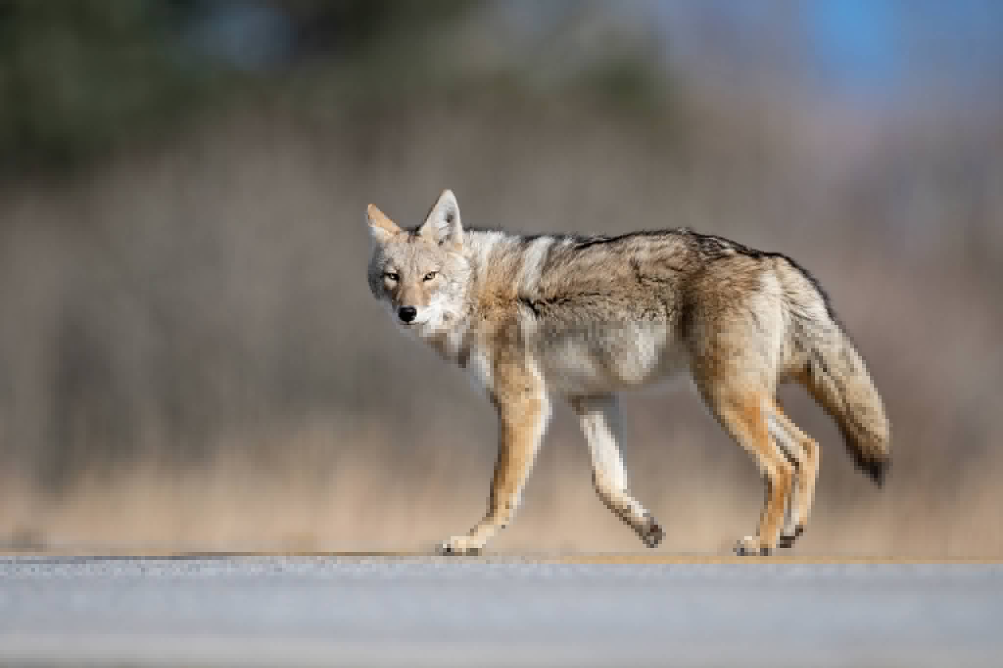 City warns of coyotes within Prince Albert