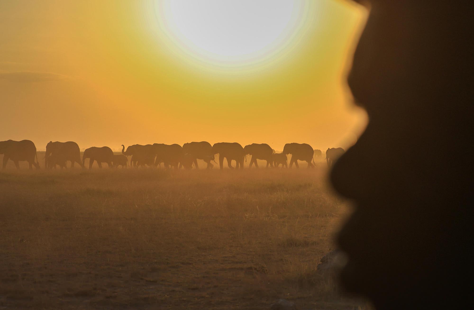Farmers in Kenya dispute that cyanide poisoning could have killed 16 elephants