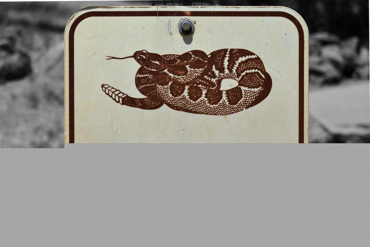 Montana Rattlesnake Bite Statistics and Trail Safety Guide