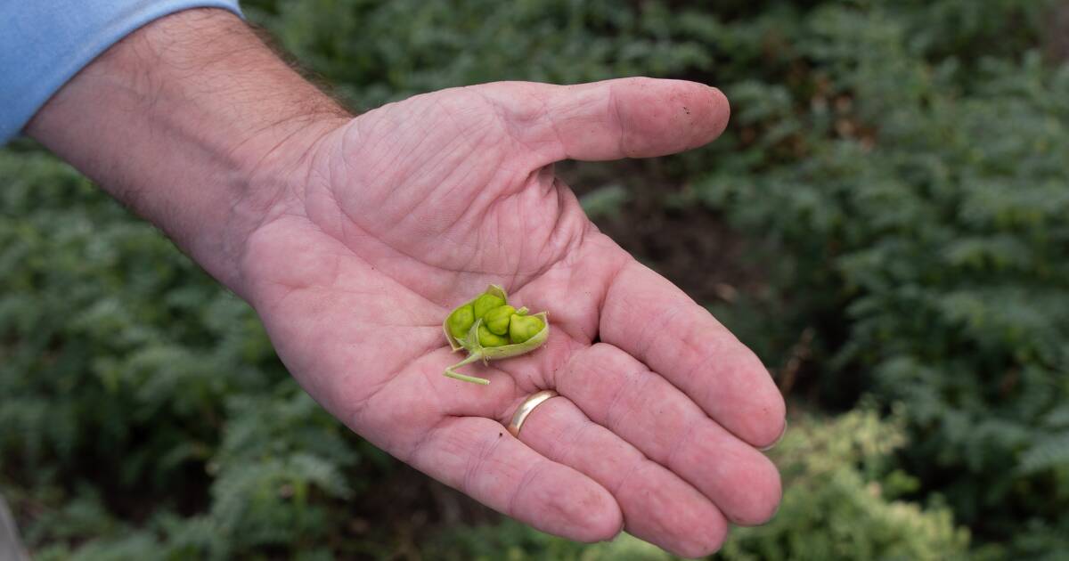 Weaker dollar and export demand lift northern wheat, chickpeas take tumble
