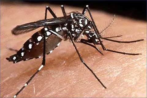 Jammu region shows spike in dengue cases