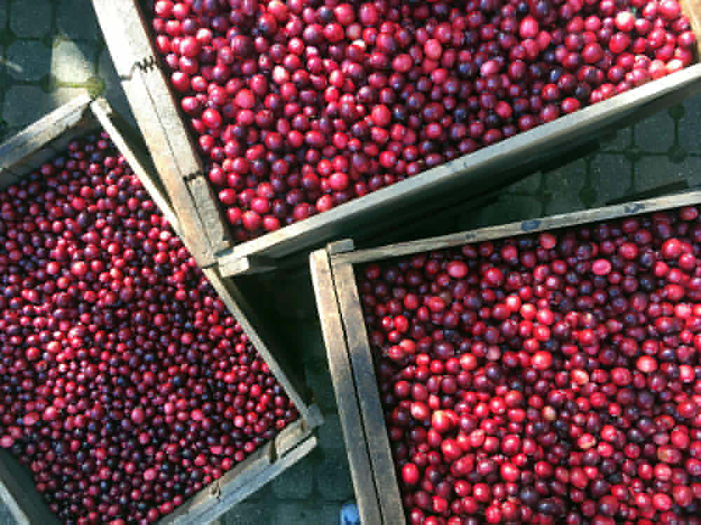 Crantastic: The Story of America’s Berry