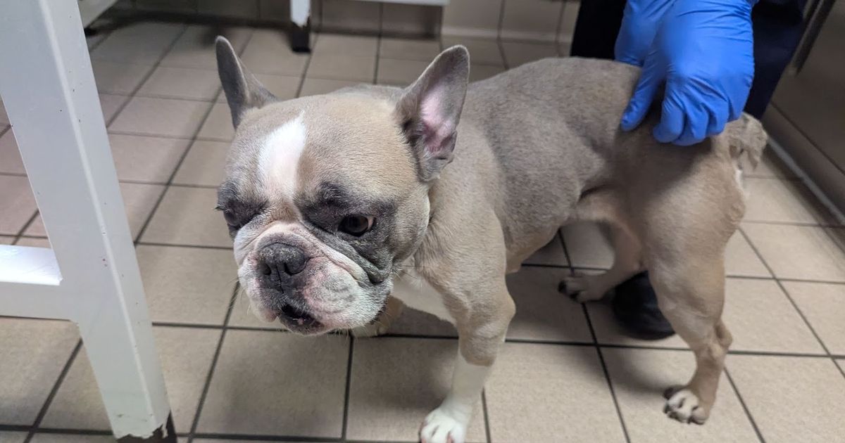 French bulldog found 'dirty and scabby' and covered in fleas
