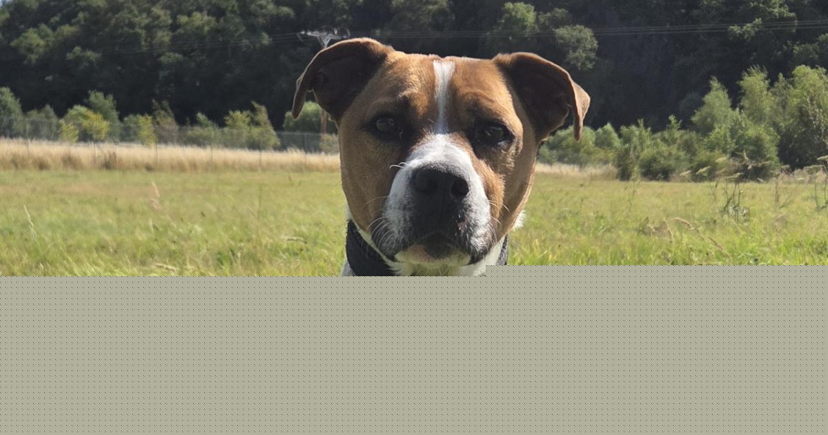 Staffordshire bull terrier cross Jack Russell seeking forever home