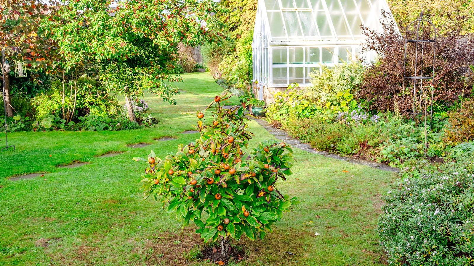 The Ancient Fruit Tree Most Gardeners Have Never Heard Of