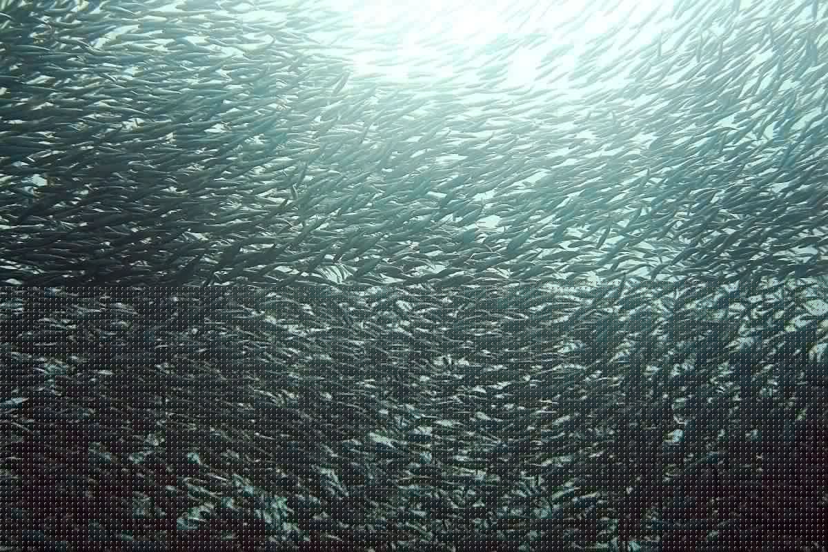 Dead sardines wash up along Western Cape coast