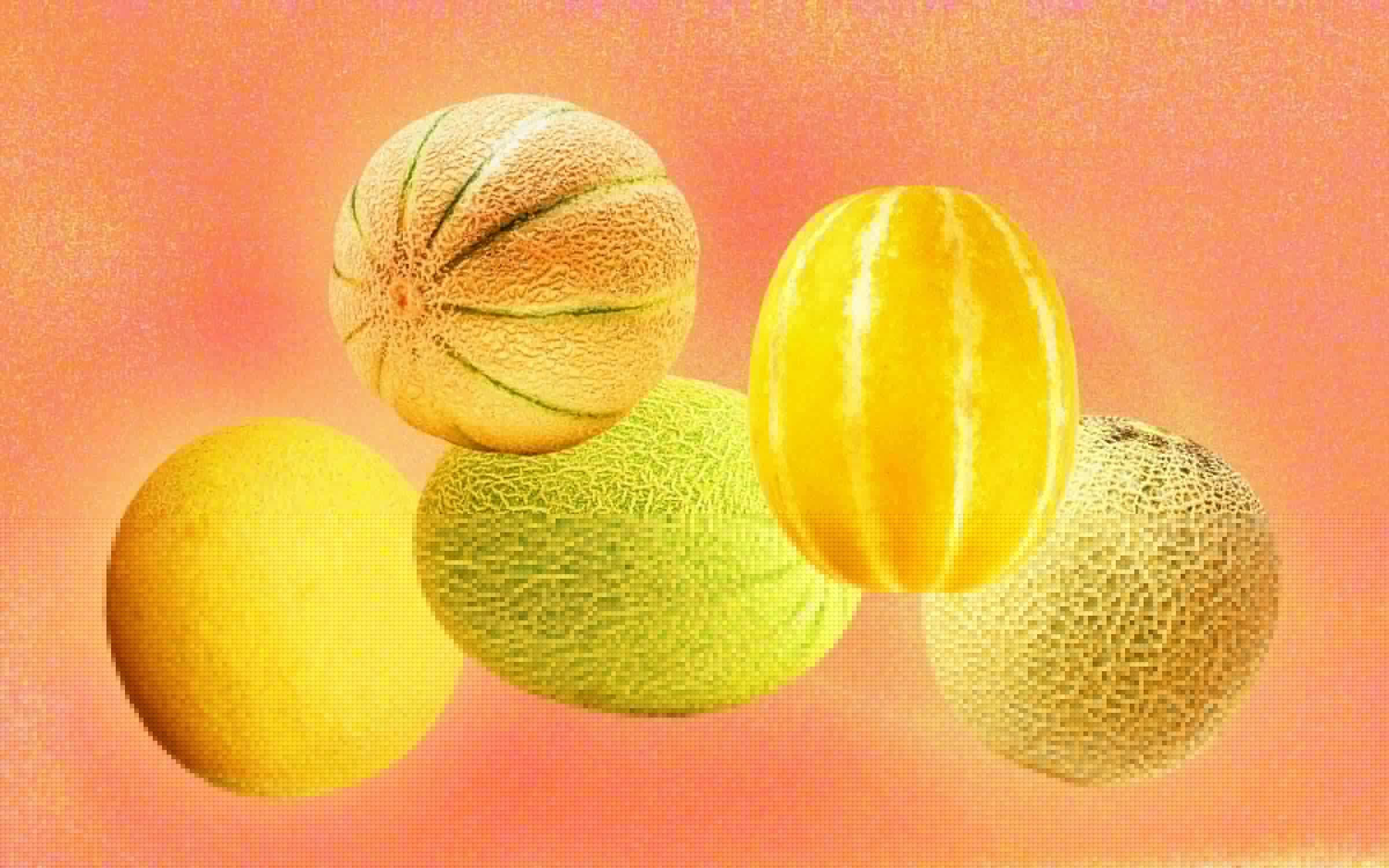 Dreaming of melons? Go out and buy yourself some Dream Melons, offered this year in five varieties. Then go home and bury your face in them melons. Melons [Boobies]