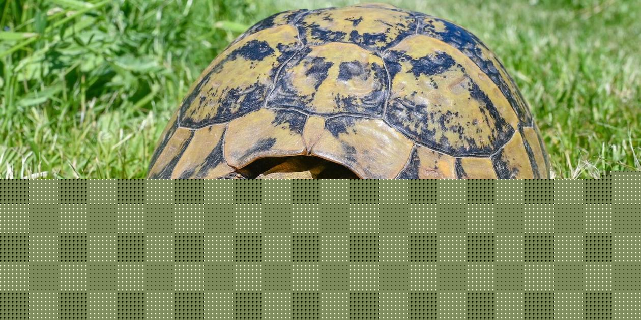 Happy End nach vier Jahren: Vermisste Schildkröte „Harry“ hat wieder zurück nach Hause gefunden