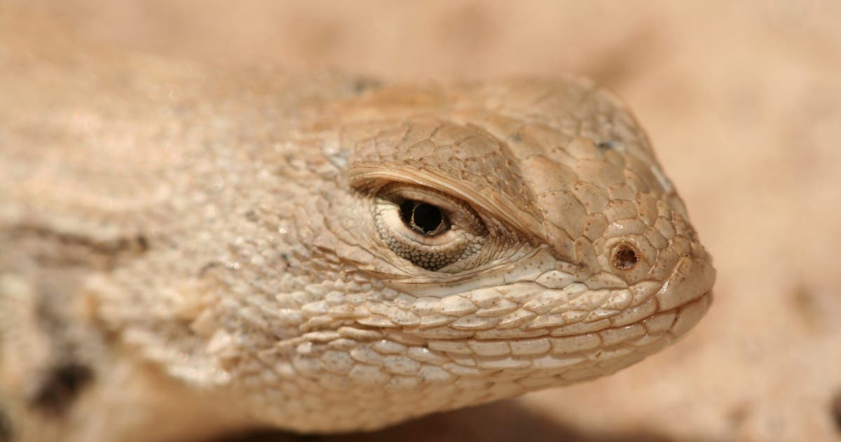 West Texas lizard loses endangered-species protections after court ruling