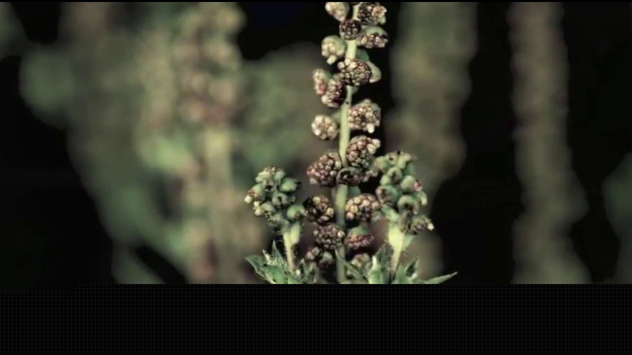 Ragweed allergies ramp up in mid-August