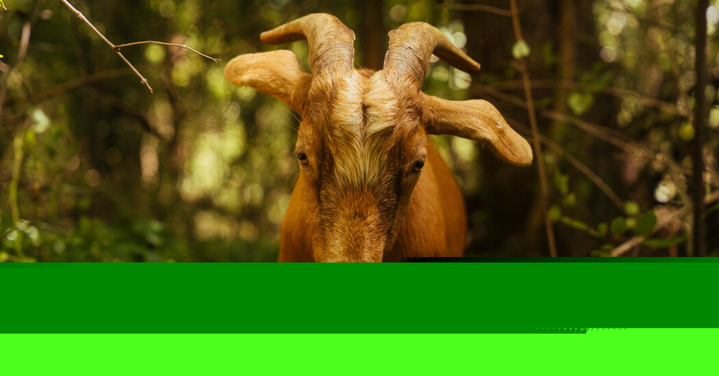 Forget ‘Love Island.’ Tennessee Has an Isle of Goats.