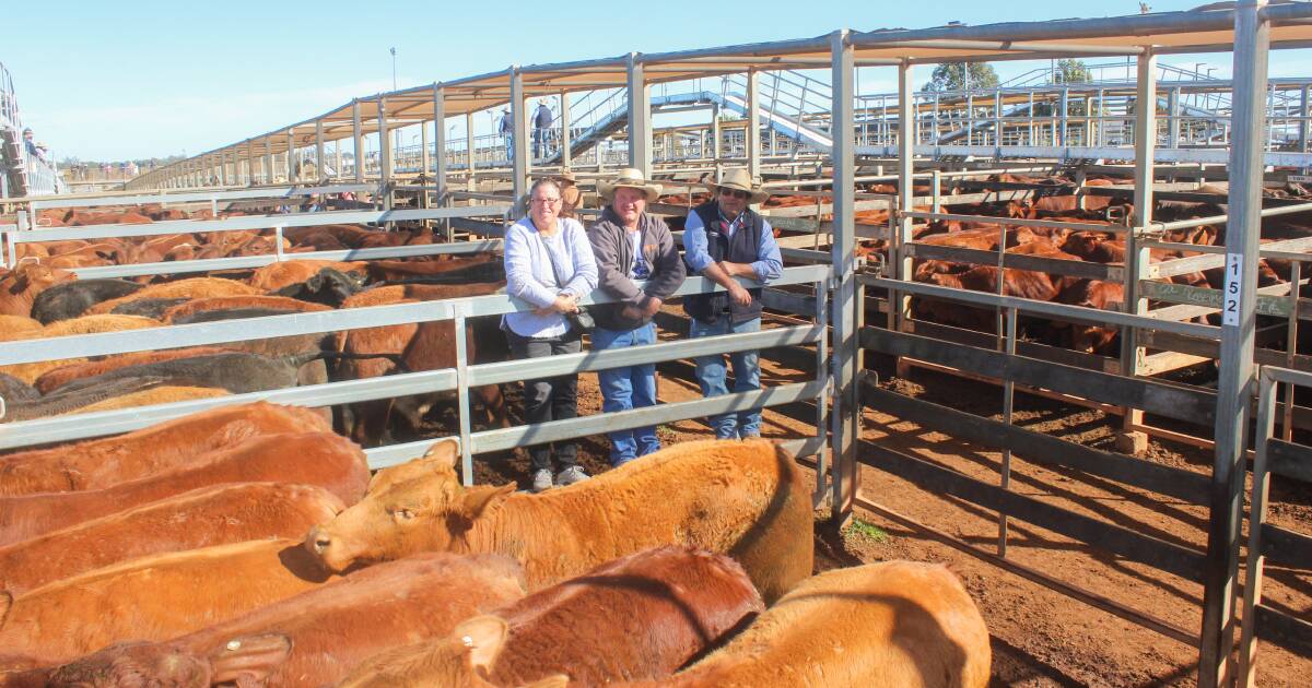 Roma cattle market softens on-top of another 11,000 head-plus yarding