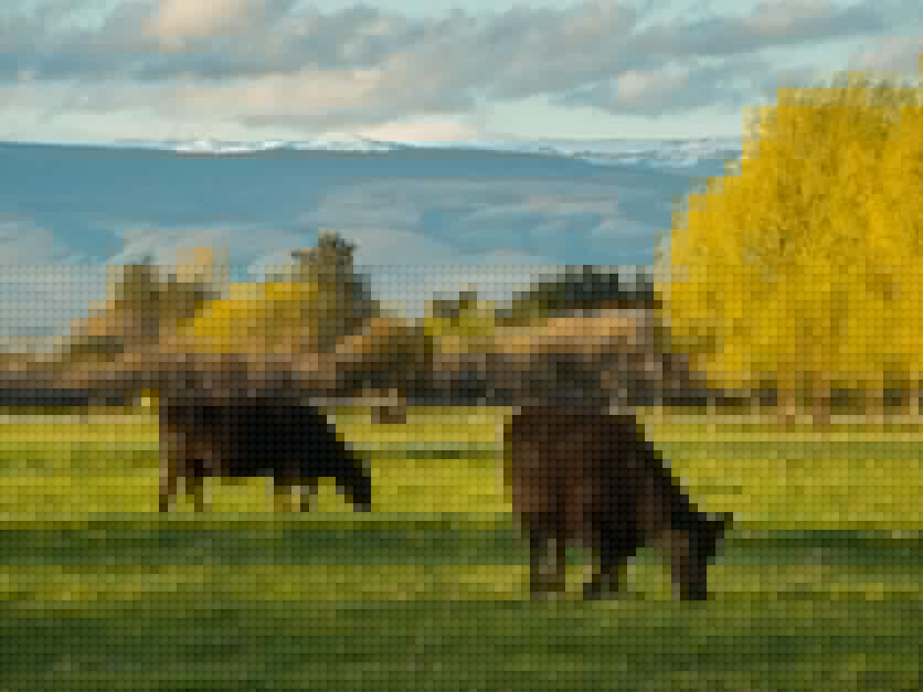 Daybreak July 27: Cattle groups cheer border reopening