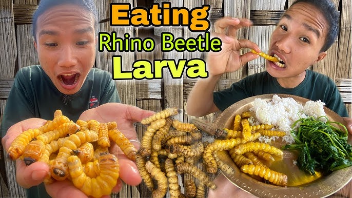 Beetle Larvae dan Masa Depan ARENA303 Kuliner Berkelanjutan