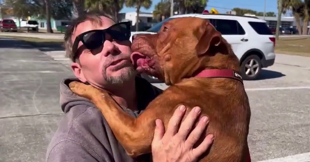 Pooch rescued from dogfighting operation as 'bait dog' ready for new home on the Space Coast