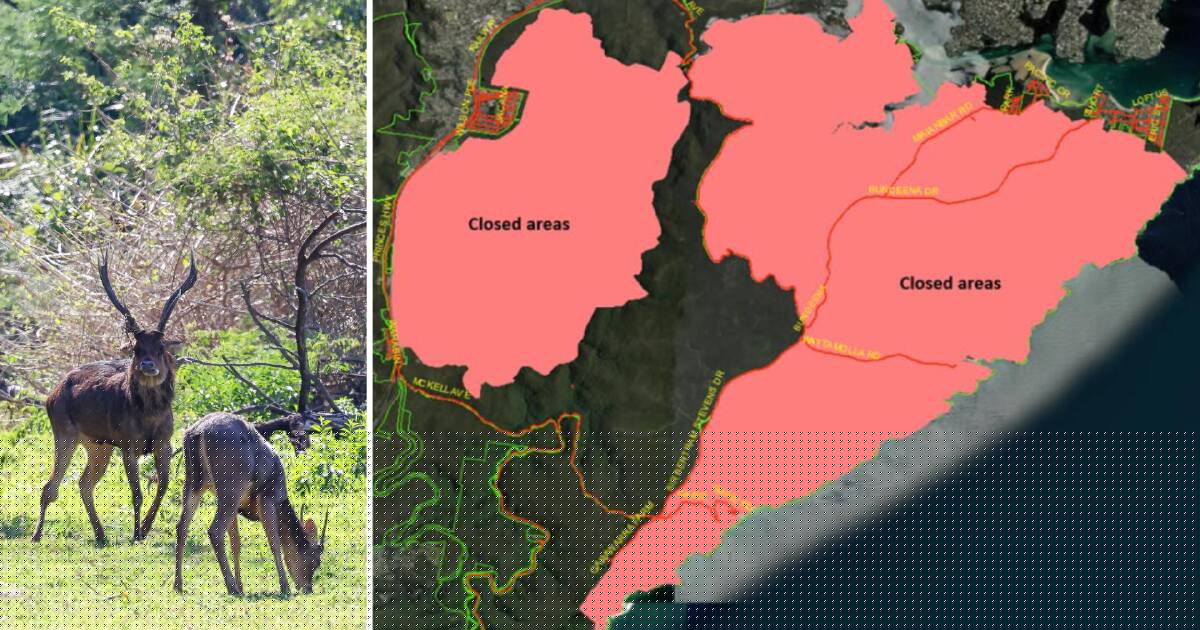 Park access restricted as second major helicopter deer cull gets underway in bushland