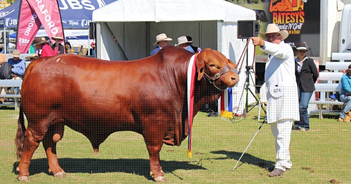 Top Droughtmaster bull wins second Ekka title in a row; see what he'll do next