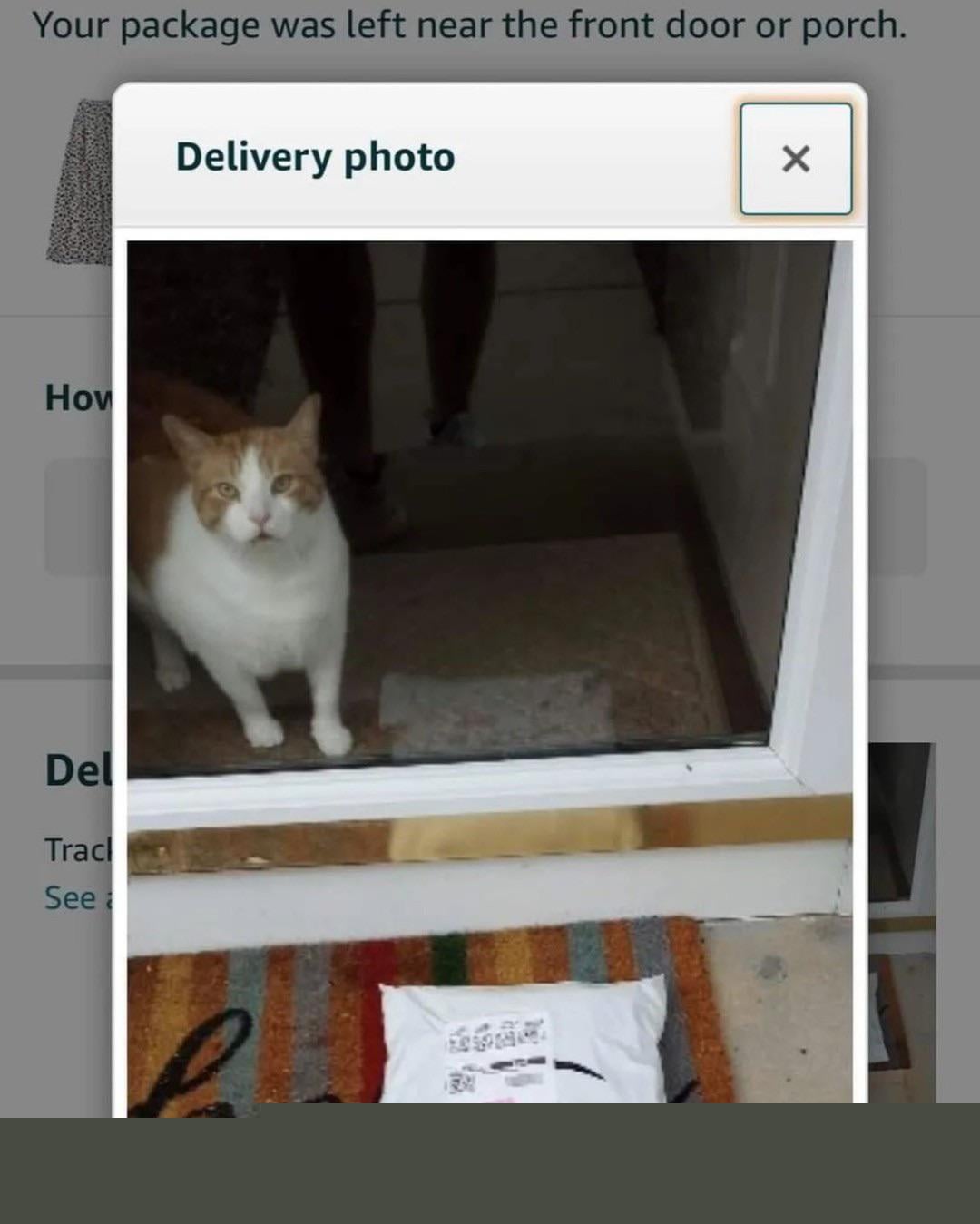 Cats - Delivery accepter