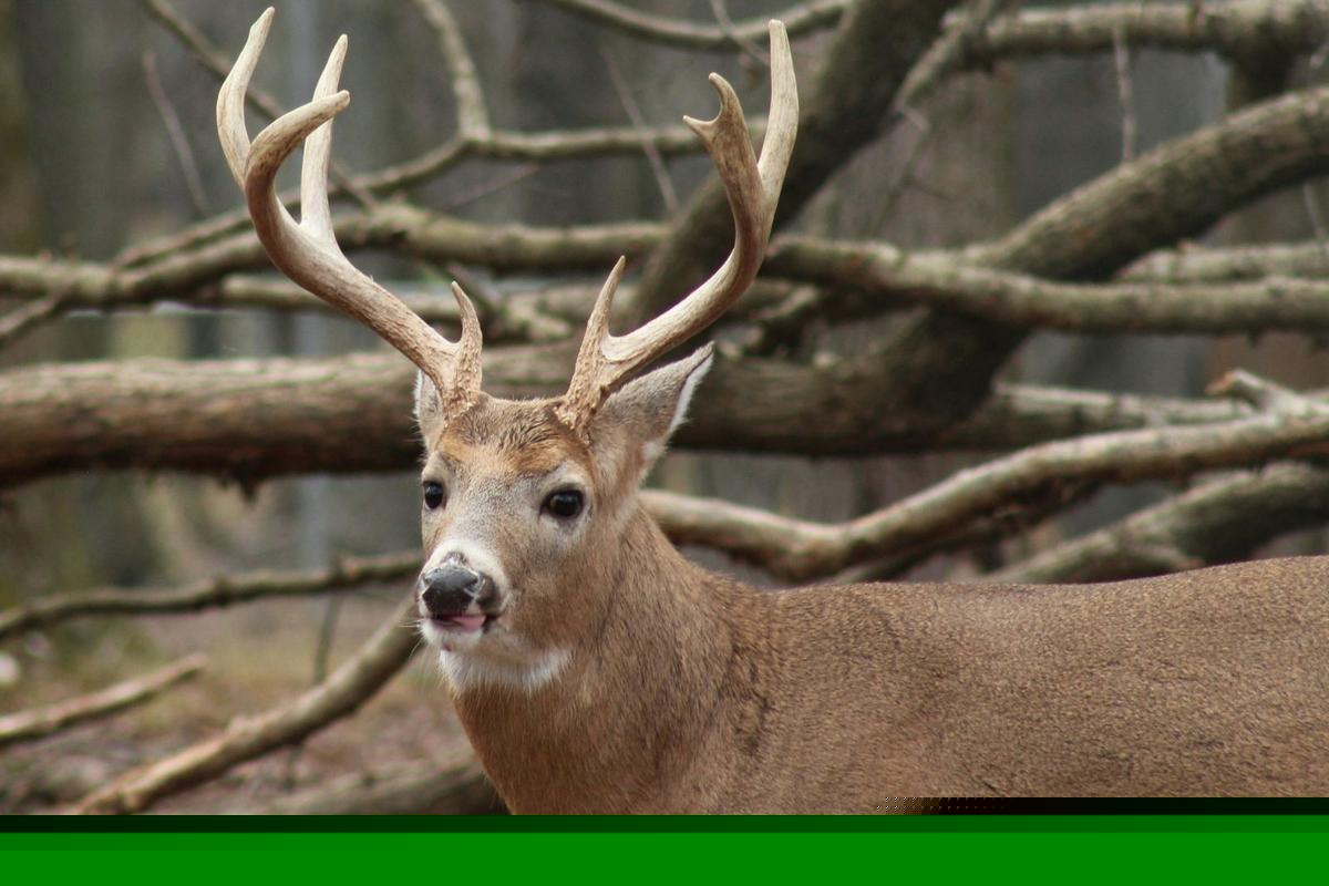 Michigan Deer Harvest 2024: Bucks and Does by County