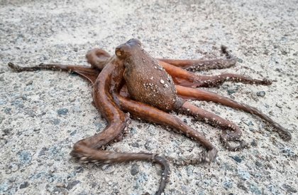 Invasão de polvos ameaça mariscos e sustento de pescadores no Sudoeste do Reino Unido; entenda
