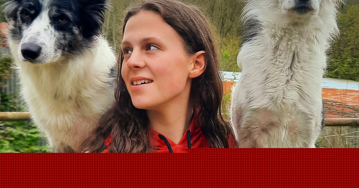 Pembrokeshire dog training school which has represented Team GB at risk