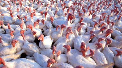 Over 400,000 turkeys killed in response to SD’s bird flu outbreak; ducks identified as carriers