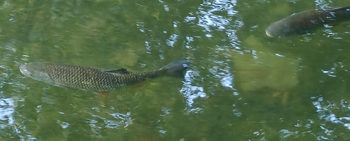 Hugh replied to Dick Harris's discussion New River fish