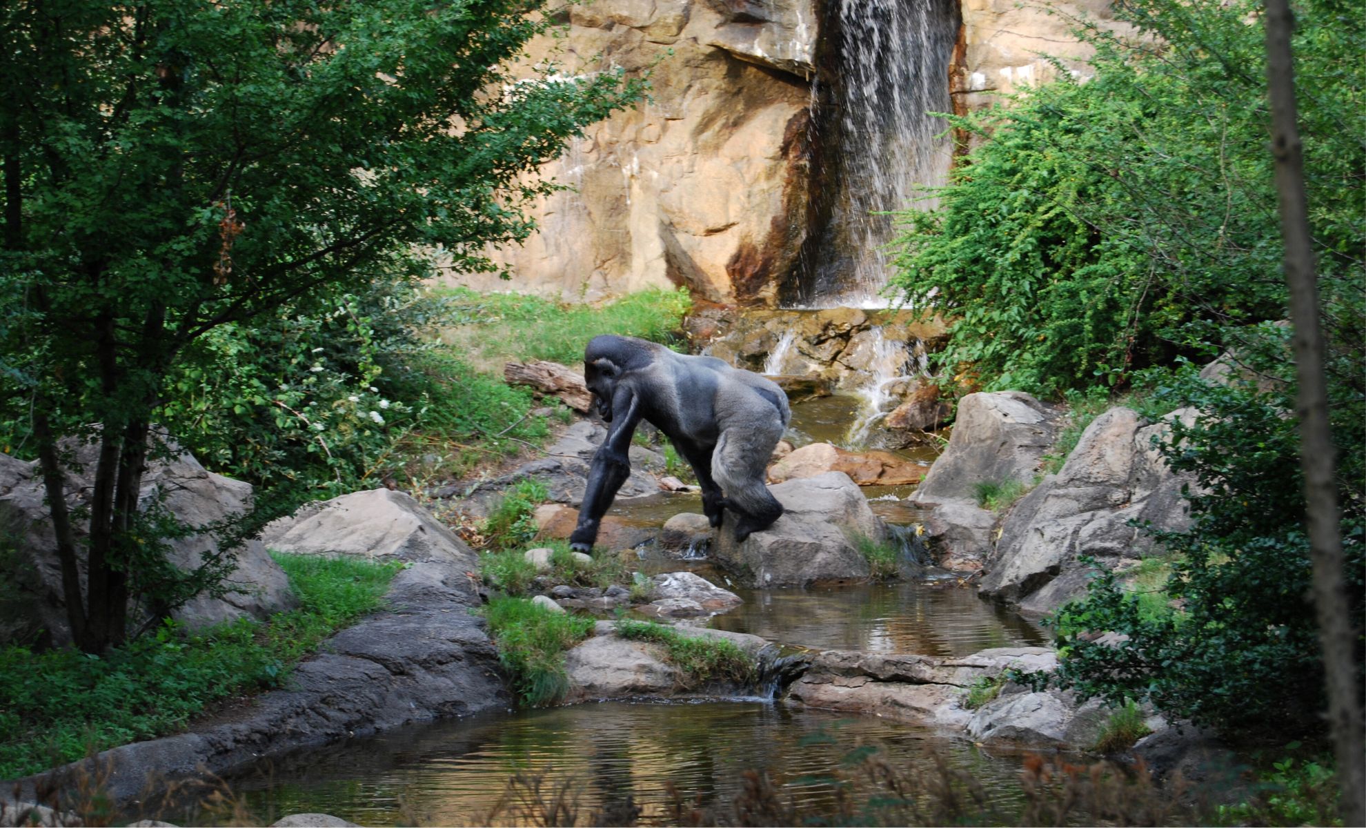 Comment on Trail Cameras Unveil Footage of the World’s Rarest Ape, Offering New Hope for Conservation by Beth