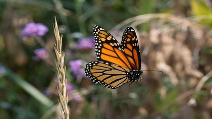 La mariposa monarca en peligro roza el colapso poblacional en Estados Unidos