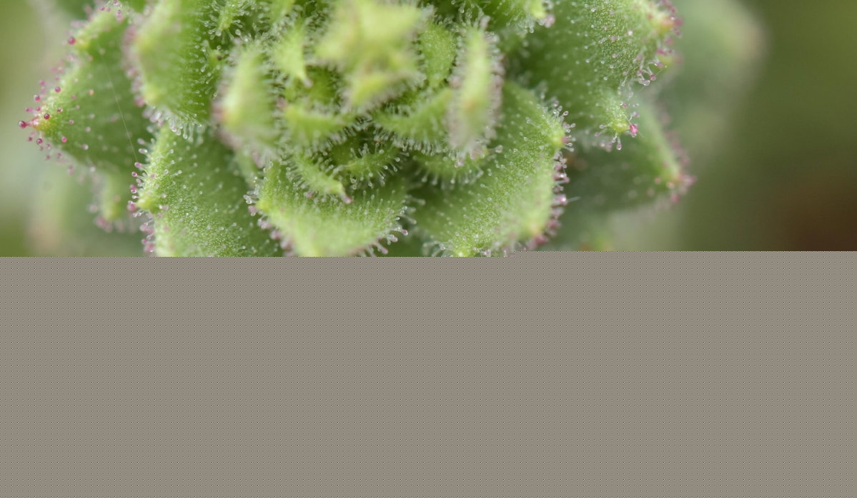 Scientists identify an insect-eating plant, proving Charles Darwin right after 150 years