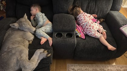 Newborn calf warms up on family’s couch after freezing temperatures hit Kentucky