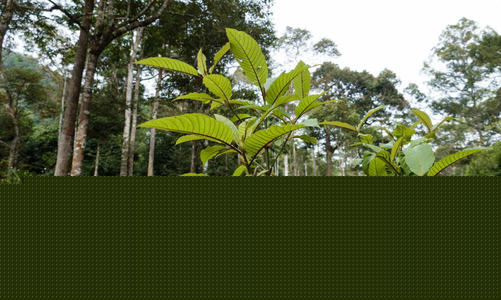 USM drug research centre ready to be global expert on ketum