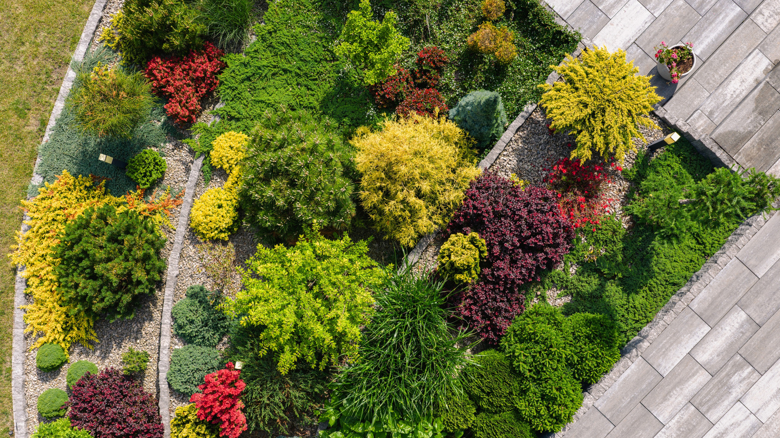 The Green-And-Gold Ground Cover That'll Thrive In Your Sunny Garden