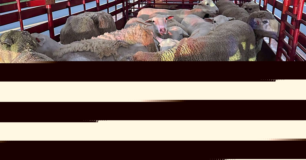 Man Denied Entry With Livestock At Escambia I-10 Ag Station Arrested After Detouring Through Georgia