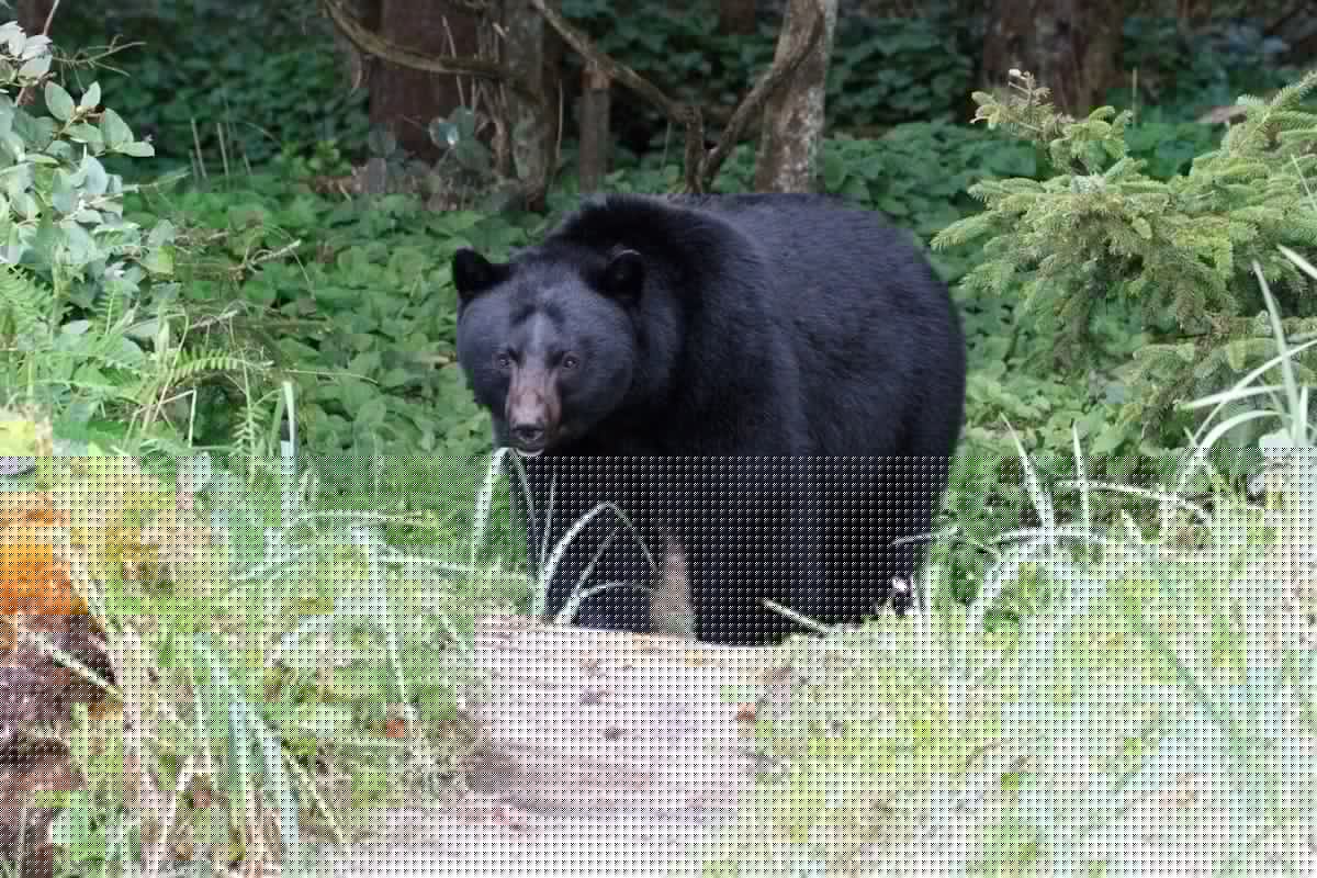 Warning: New York DEC Shut Down Adirondack Campsites Due To Nuisance Bear