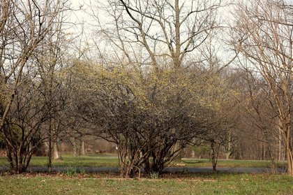 N.Y. spring forecast 2026: Winter may overstay its welcome