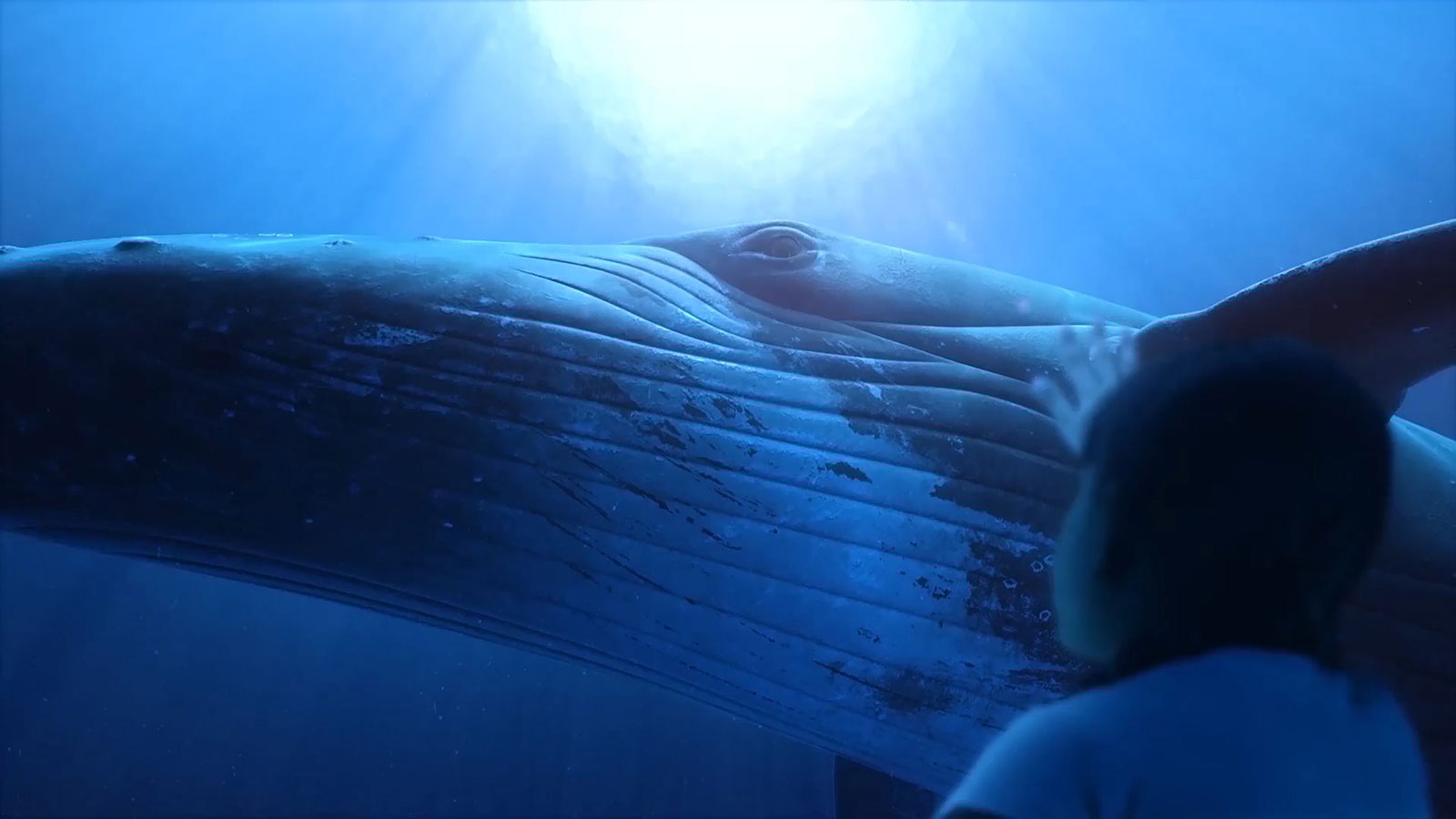Comment on Humpback Whales and the Health of Our Oceans by Darlene Vaccarelli