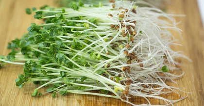 Broccoli sprouts’ bioactive shown to preserve cognitive function in seniors