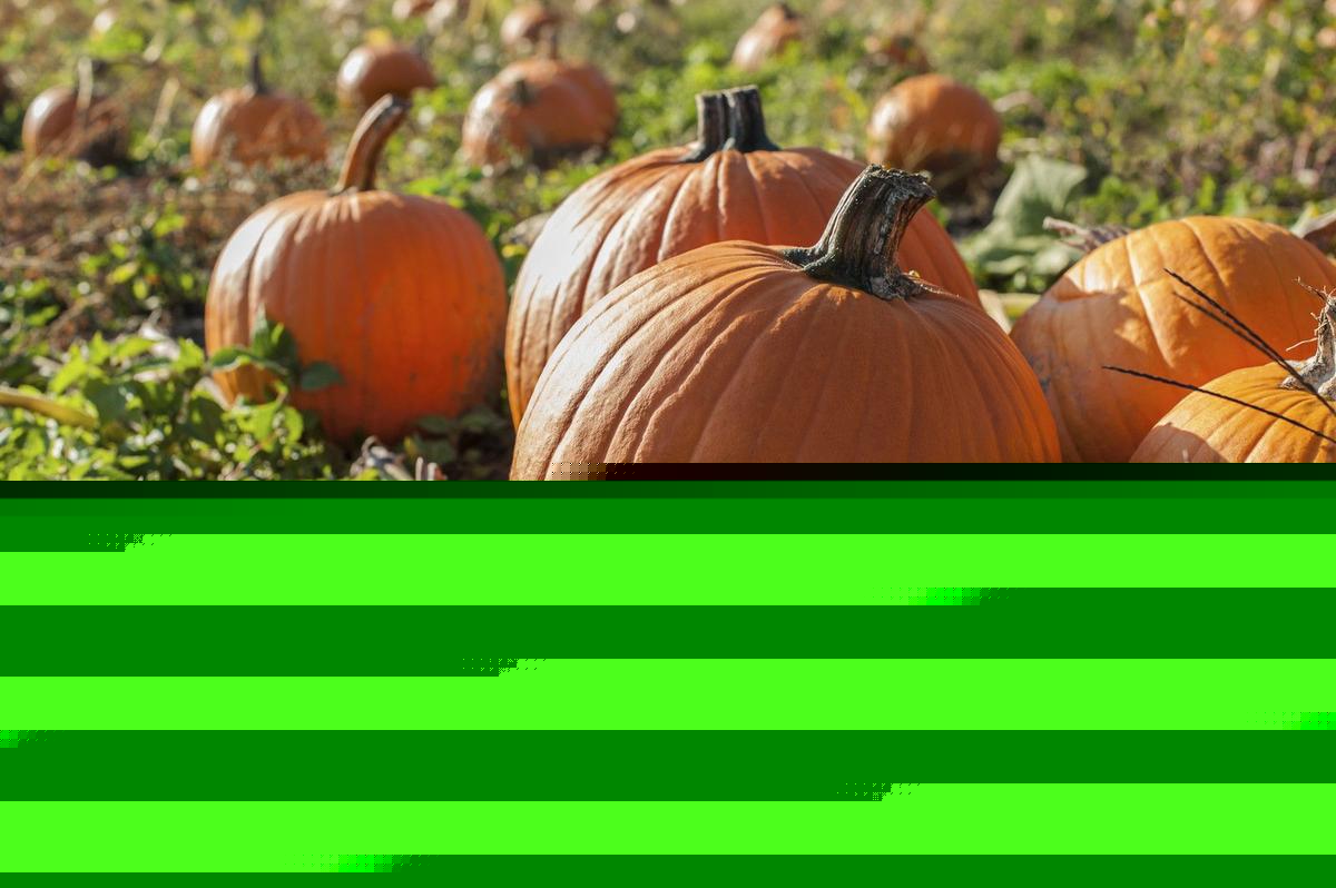 Old Farmer’s Almanac Drops Its First Fall Outlook For Wisconsin