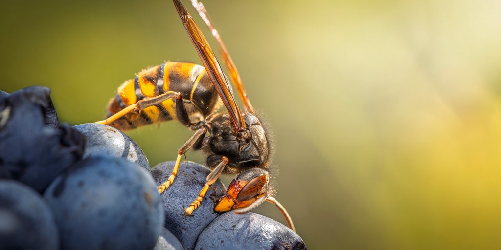 Foreign hornet invades Washington, officials raise concerns of greater threat than other species