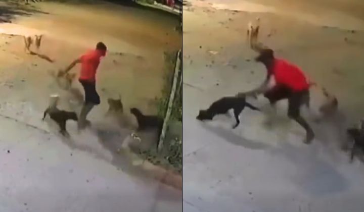 Man Swings Stray Dog By Hind Legs After It Nips At His Heel, Video Goes Viral