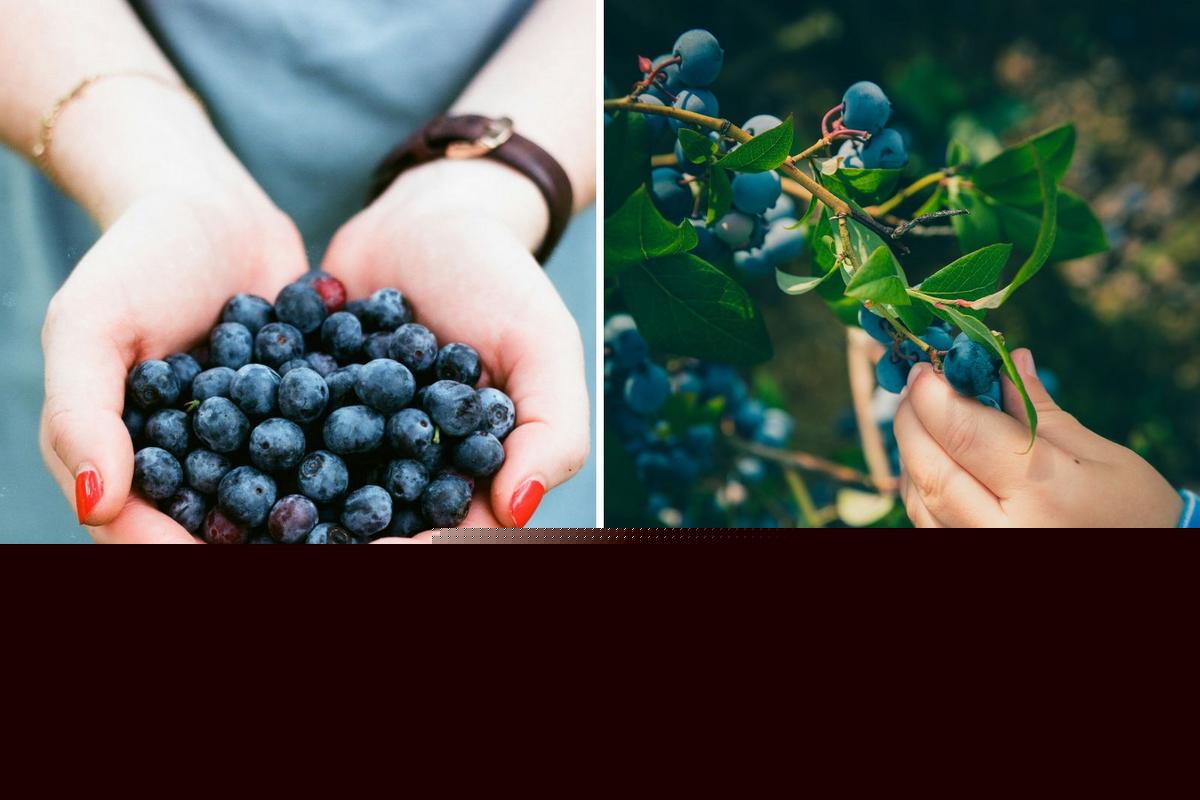 Maine's Wild Blueberry Weekend Is the Sweetest Summer Tradition